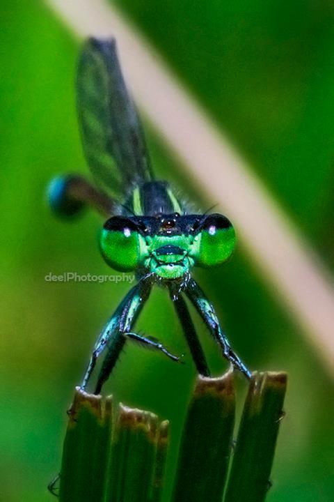 Yang suka foto-foto MACRO masup ! Share karya temen ane gan . ga akan nyesel ! 