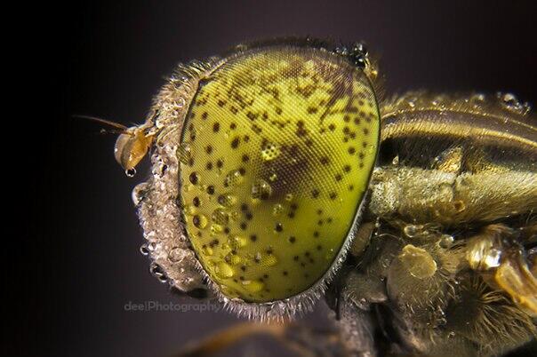 Yang suka foto-foto MACRO masup ! Share karya temen ane gan . ga akan nyesel ! 