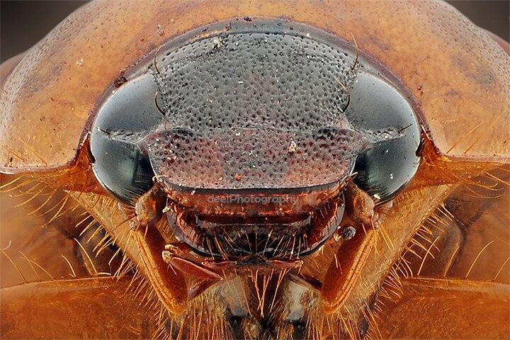 Yang suka foto-foto MACRO masup ! Share karya temen ane gan . ga akan nyesel ! 