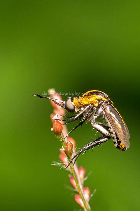 Yang suka foto-foto MACRO masup ! Share karya temen ane gan . ga akan nyesel ! 