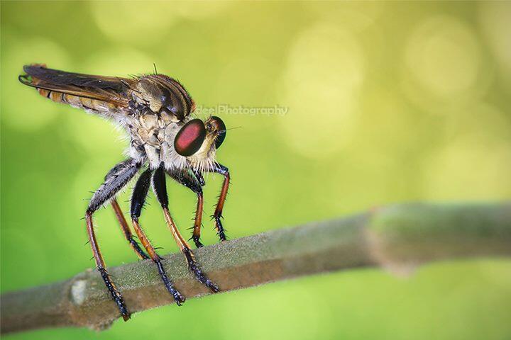 Yang suka foto-foto MACRO masup ! Share karya temen ane gan . ga akan nyesel ! 