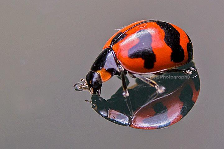 Yang suka foto-foto MACRO masup ! Share karya temen ane gan . ga akan nyesel ! 