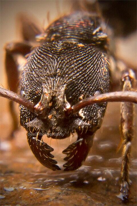 Yang suka foto-foto MACRO masup ! Share karya temen ane gan . ga akan nyesel ! 