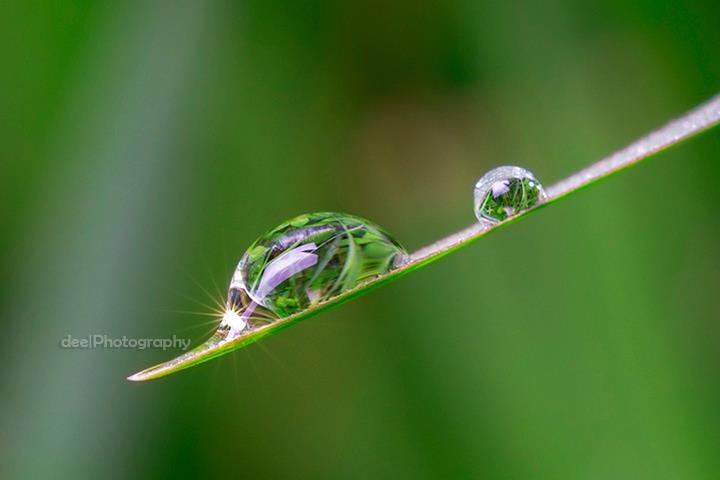 Yang suka foto-foto MACRO masup ! Share karya temen ane gan . ga akan nyesel ! 