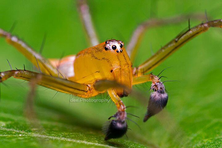 Yang suka foto-foto MACRO masup ! Share karya temen ane gan . ga akan nyesel ! 