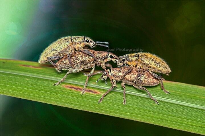 Yang suka foto-foto MACRO masup ! Share karya temen ane gan . ga akan nyesel ! 