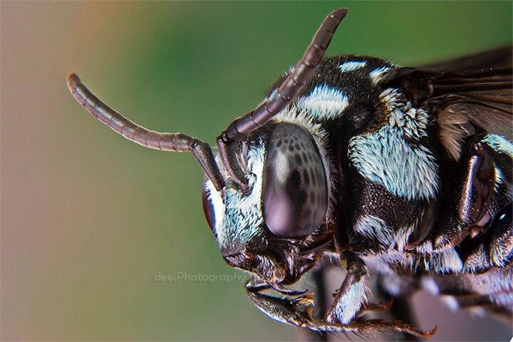 Yang suka foto-foto MACRO masup ! Share karya temen ane gan . ga akan nyesel ! 