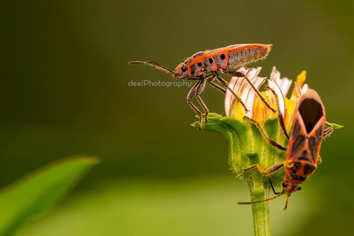 Yang suka foto-foto MACRO masup ! Share karya temen ane gan . ga akan nyesel ! 