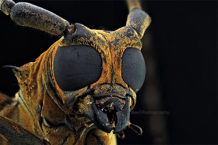 Yang suka foto-foto MACRO masup ! Share karya temen ane gan . ga akan nyesel ! 