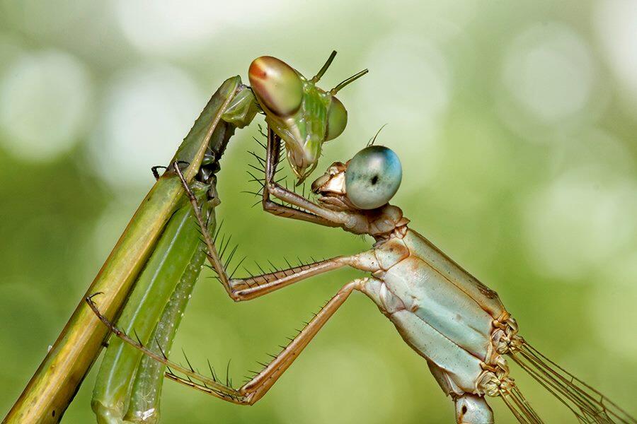 Yang suka foto-foto MACRO masup ! Share karya temen ane gan . ga akan nyesel ! 