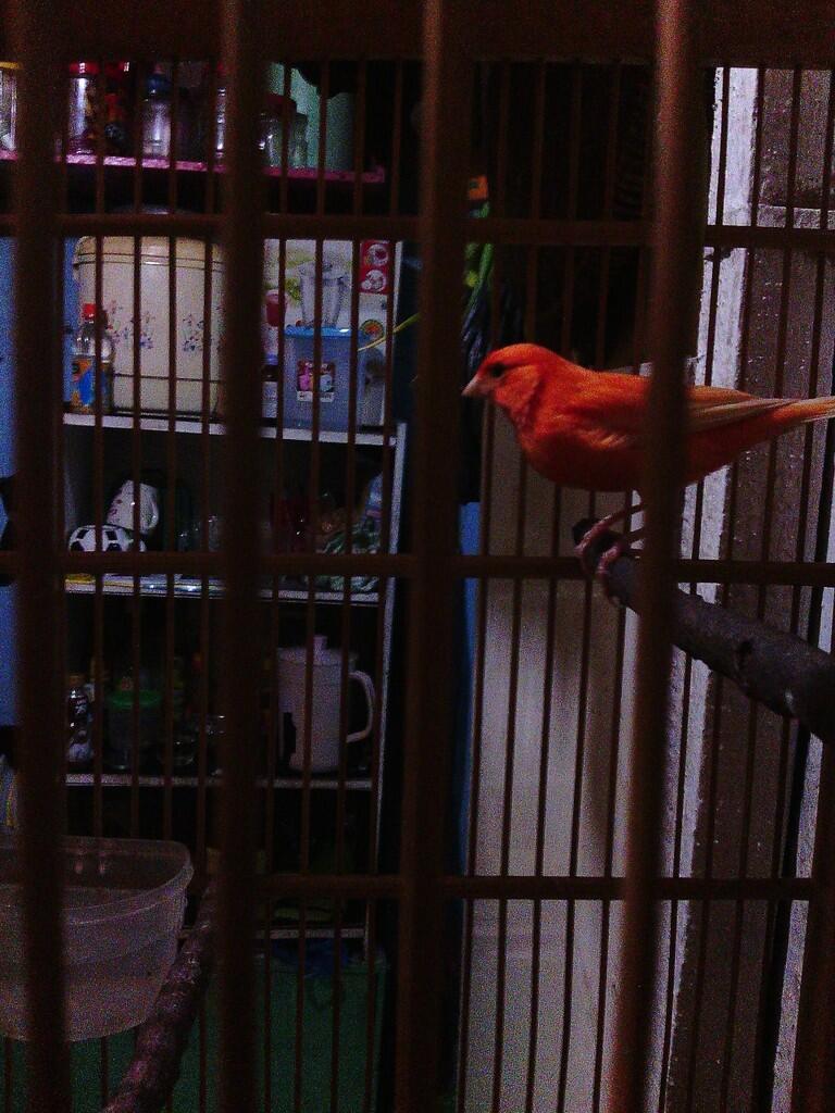 Jual Burung Kenari bandung