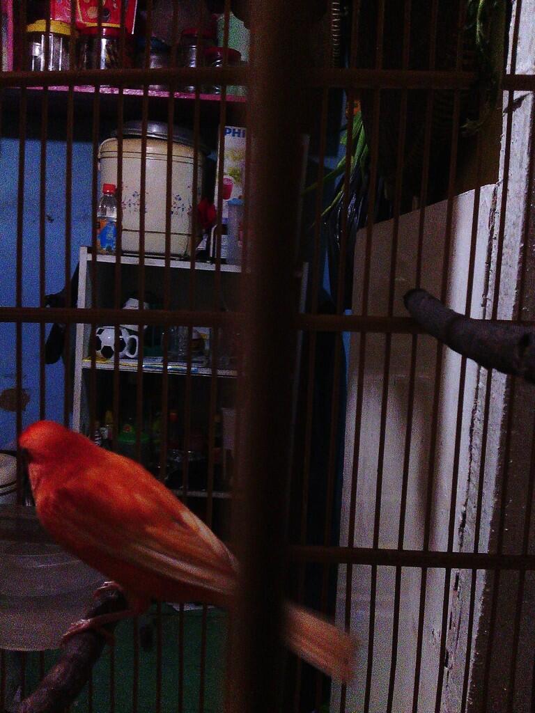 Jual Burung Kenari bandung