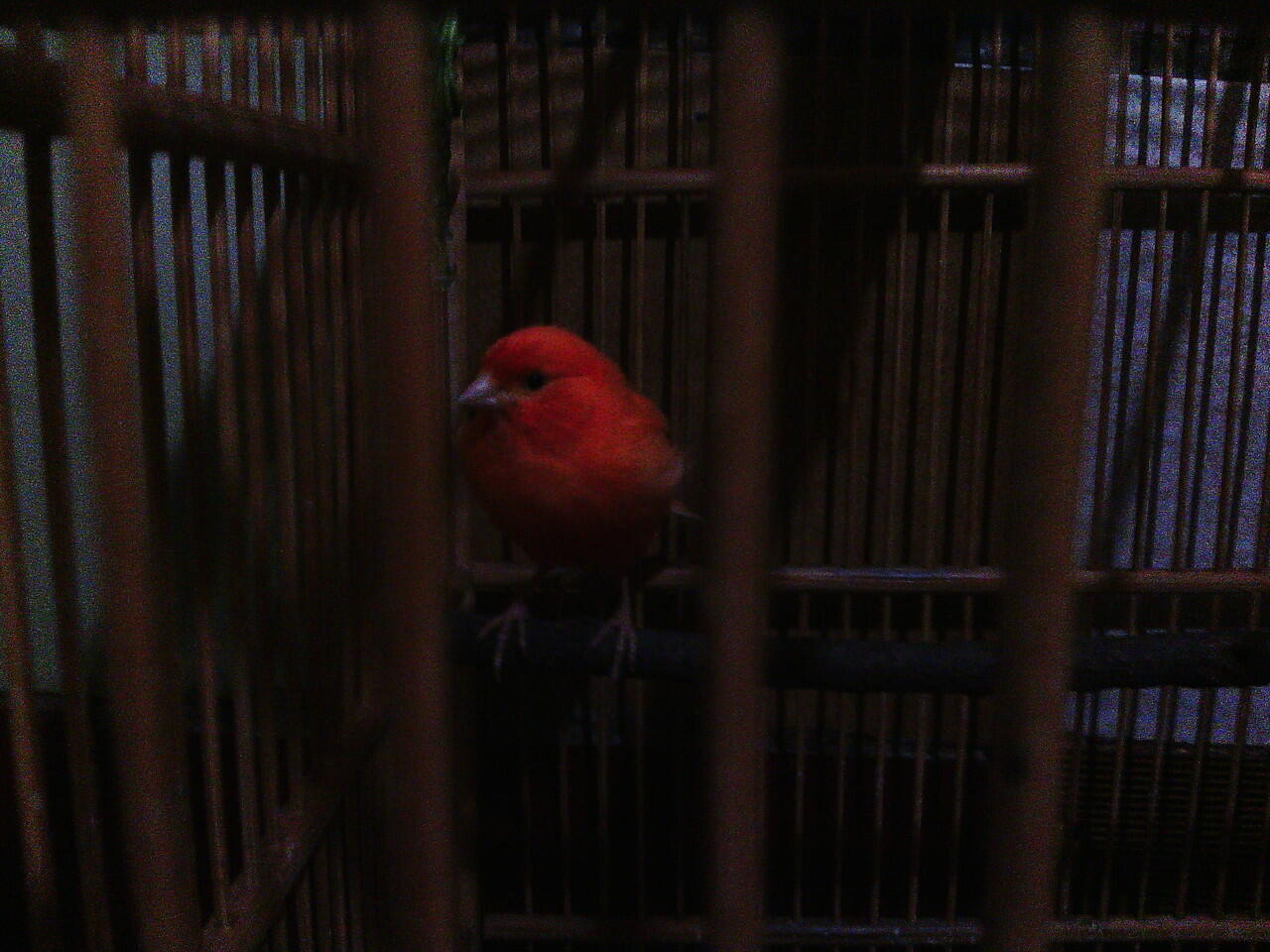 Jual Burung Kenari bandung