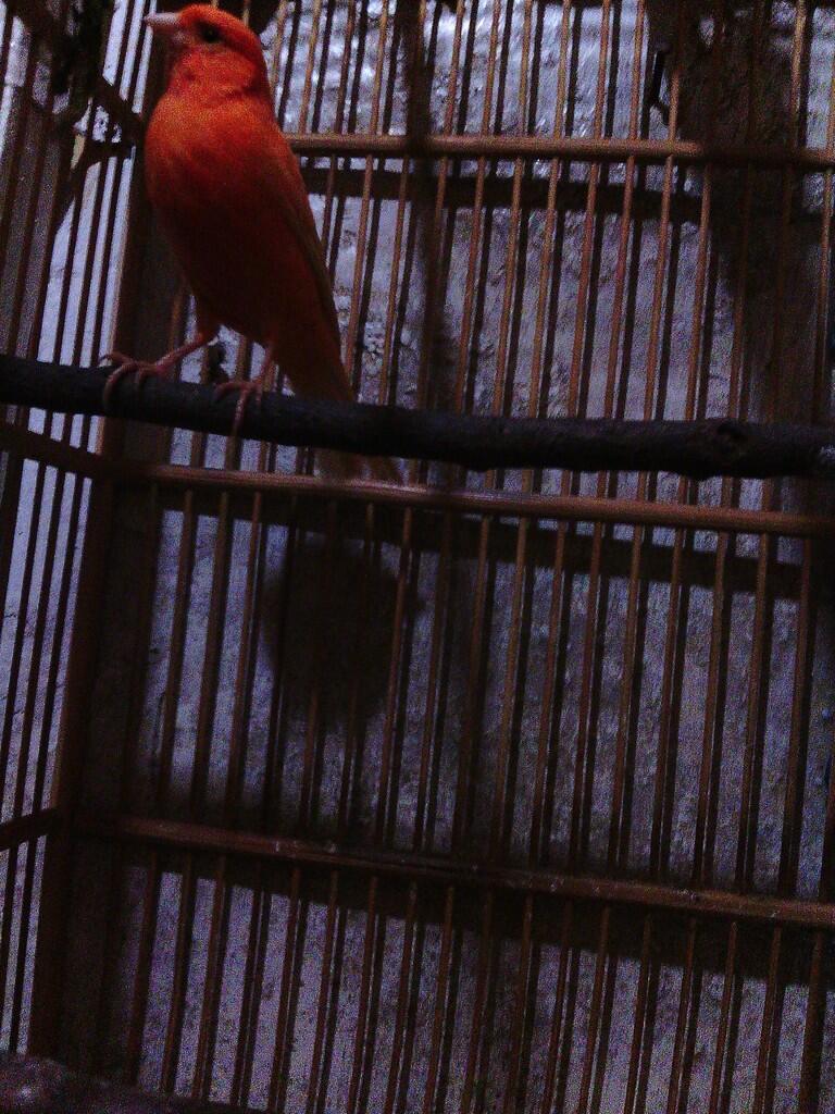 Jual Burung Kenari bandung