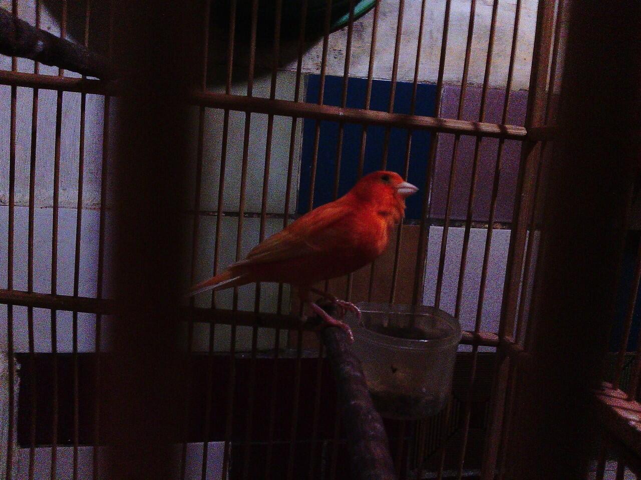 Jual Burung Kenari bandung