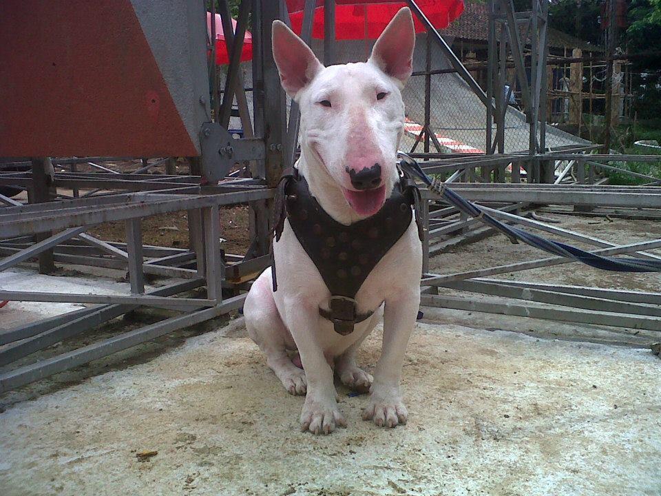  Jual Beli Anjing  Teril Espas