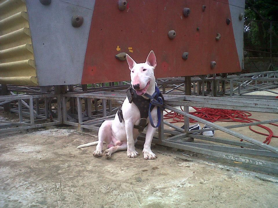 Terjual Jual Anjing Terrier Espass Bandung Kaskus