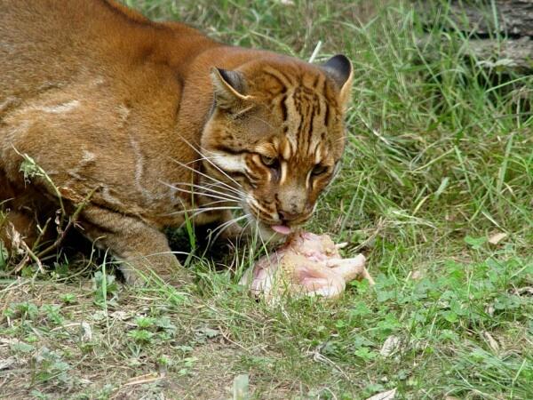 10 Jenis Kucing Liar Terlangka