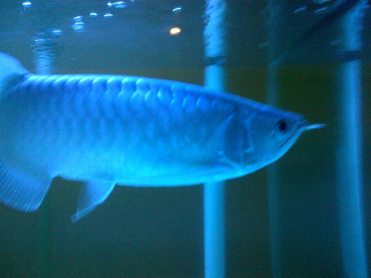 arwana pino ukuran 35cm
