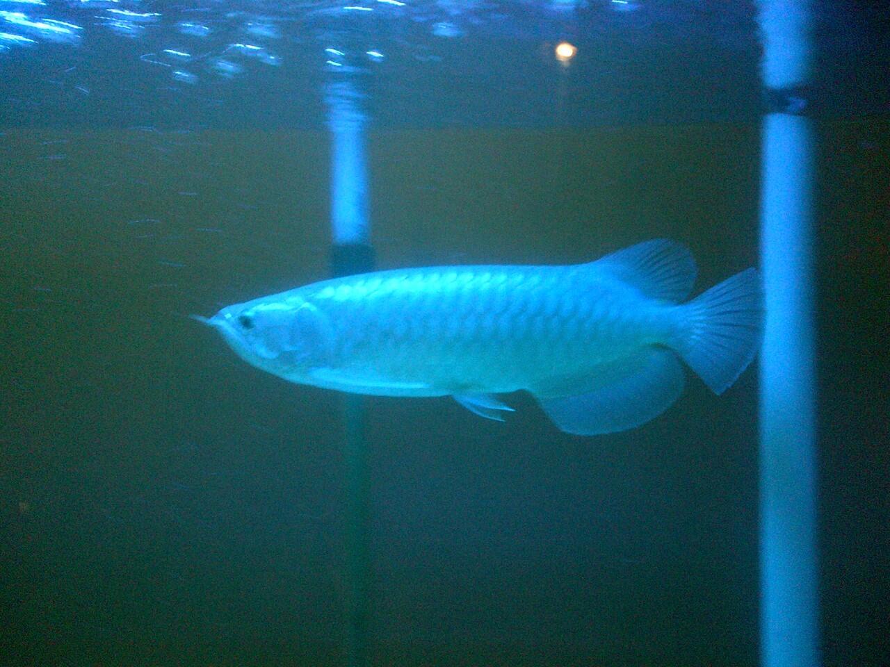 arwana pino ukuran 35cm