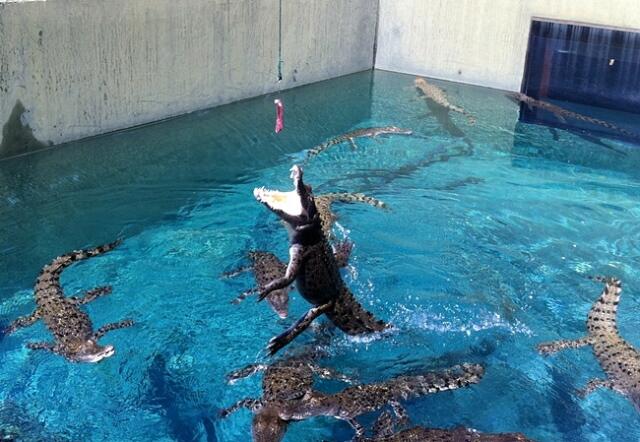 Berani berenang bersama buaya? Kunjungi tempat ini gan!