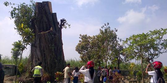 Dua minggu roboh, pohon raksasa di makam kembali berdiri