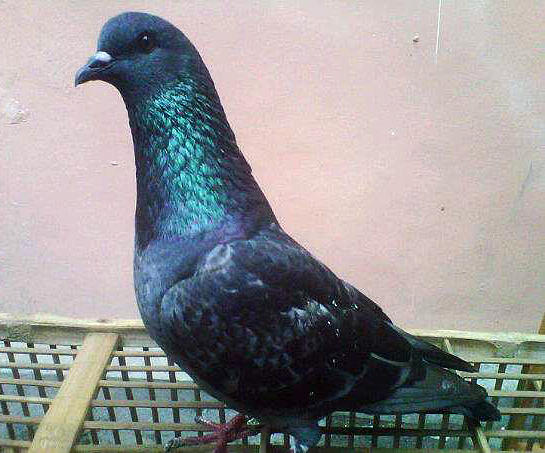 Unduh 48 Gambar Burung Dara Mata Jawa Hd Terbaru Free Gambar Burung