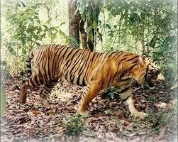 Jenis - jenis Harimau langka di dunia