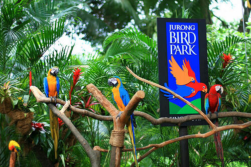 JURONG BIRD PARK SINGAPORE