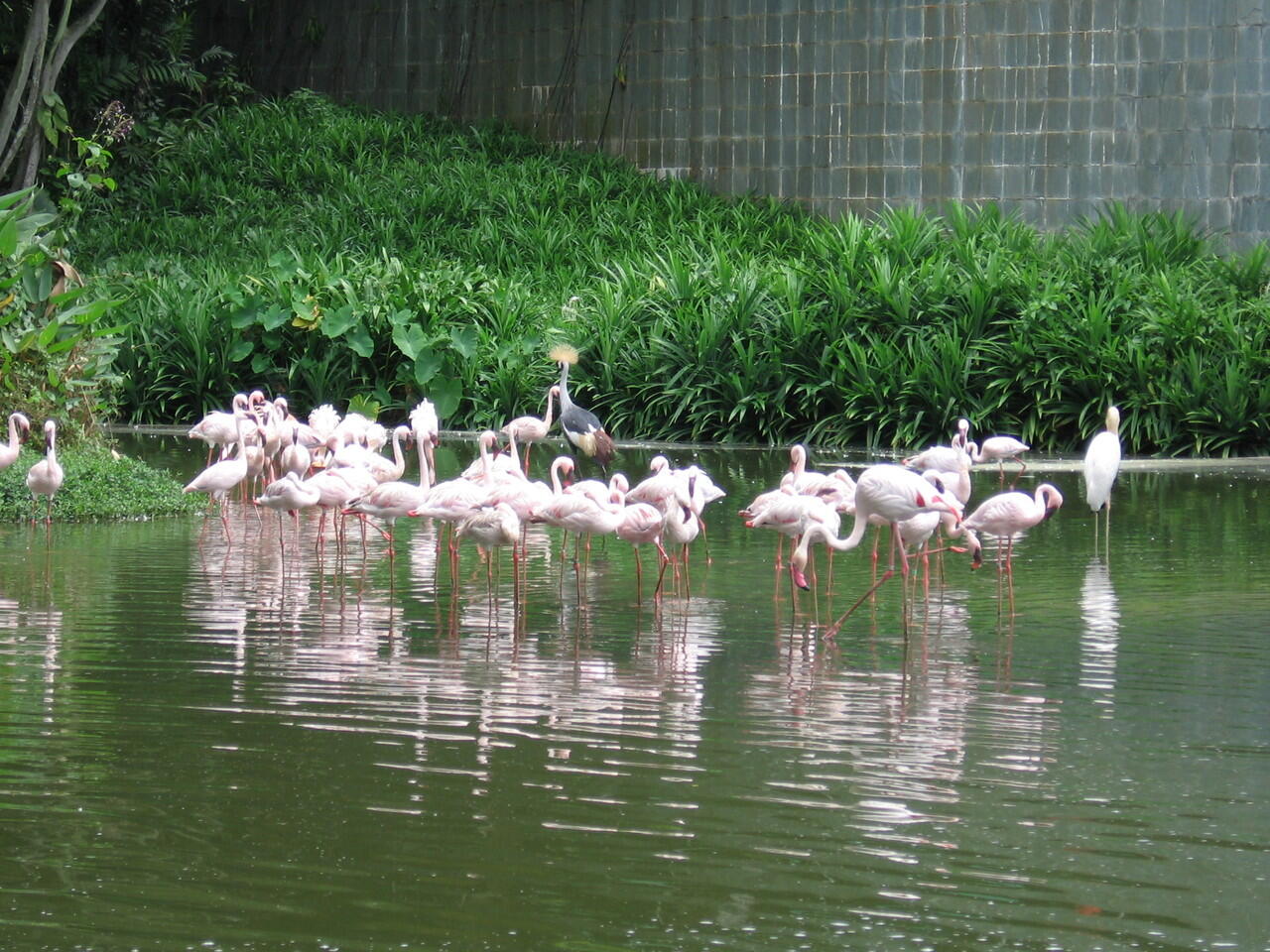 JURONG BIRD PARK SINGAPORE