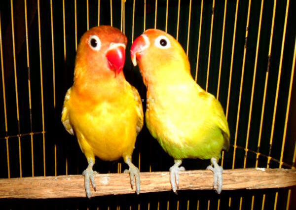 Burung Love Bird (Labet) Pasjo Vs Paskun Jogja