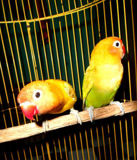 Burung Love Bird (Labet) Pasjo Vs Paskun Jogja
