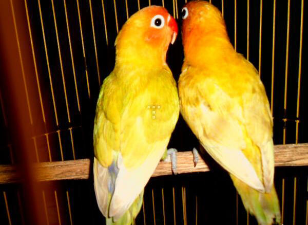 Burung Love Bird (Labet) Pasjo Vs Paskun Jogja