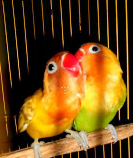 Burung Love Bird (Labet) Pasjo Vs Paskun Jogja