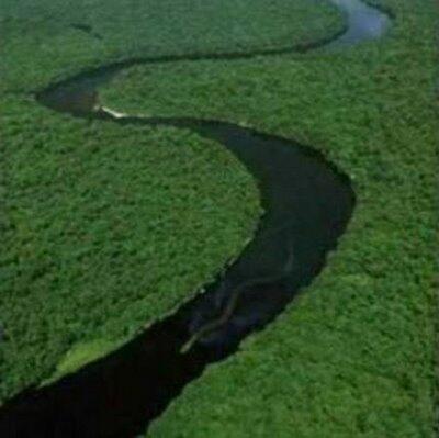 Rekayasa foto ular raksasa Borneo