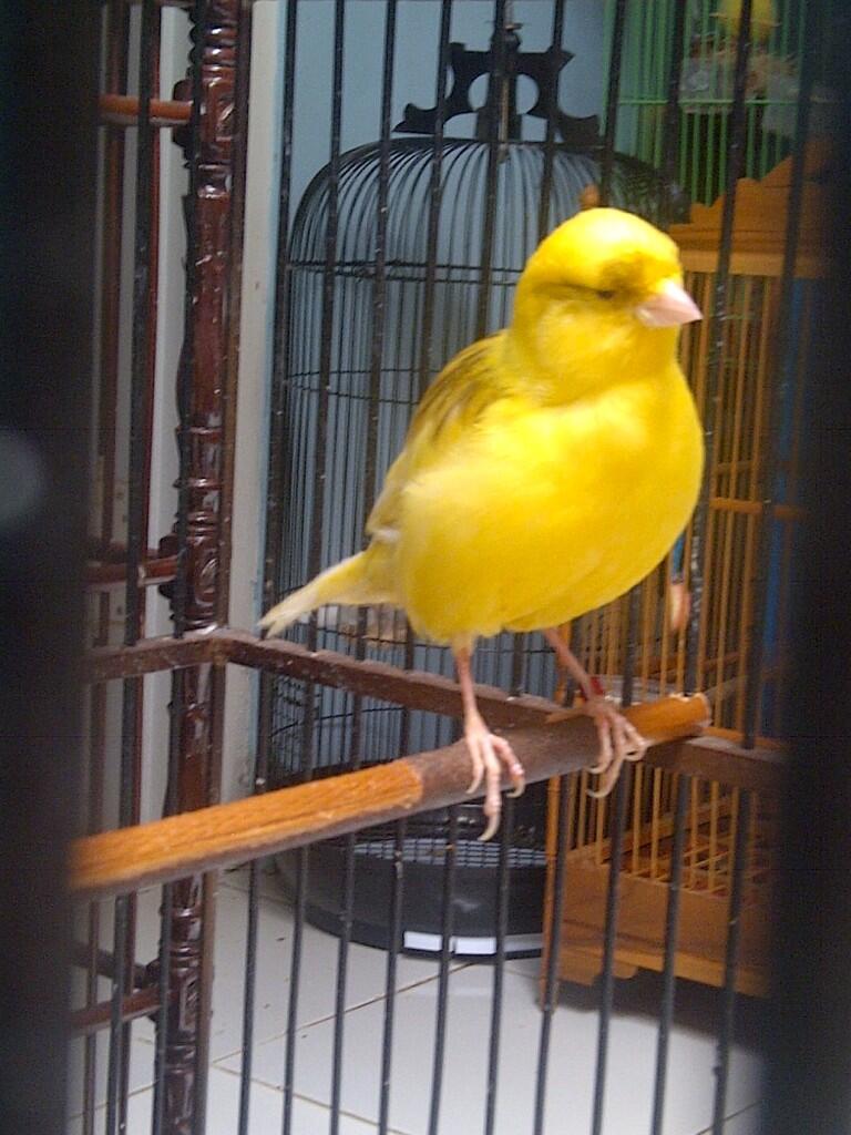 Terjual Dijual aneka Kenari Import, Original Holland, YS 