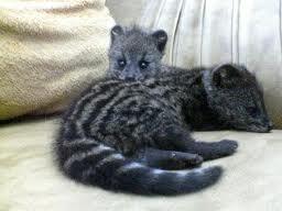 Share Musang Rase sampe gede