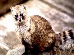 Share Musang Rase sampe gede