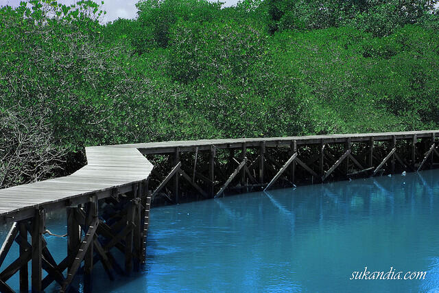  Gambar Wisata Hutan Mangrove Pik Jakarta Utara Hijau 