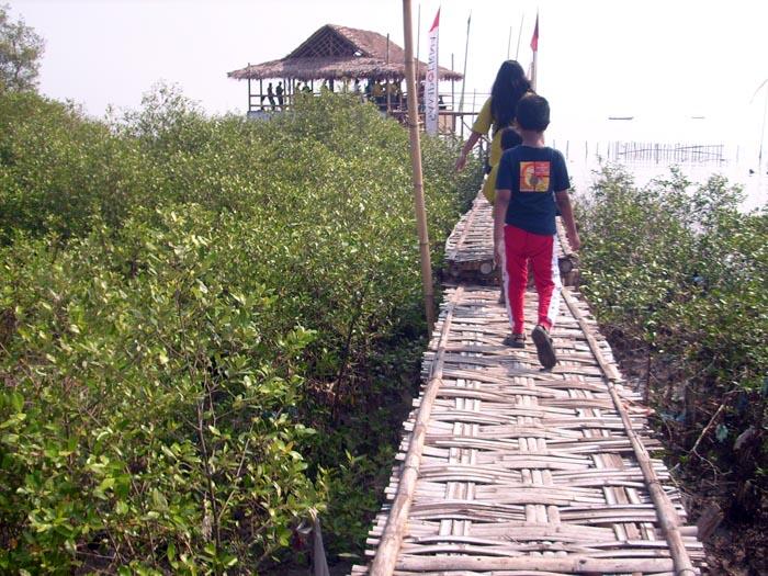 Wisata Hutan Mangrove Surabaya &#91;Wisata Lokal&#93;