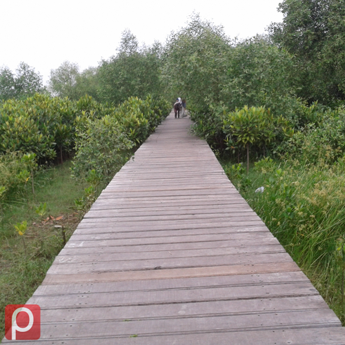 Wisata Hutan Mangrove Surabaya &#91;Wisata Lokal&#93;