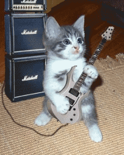 kucing band
