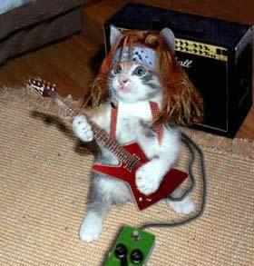 kucing band