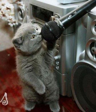 kucing band