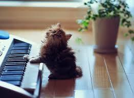 kucing band