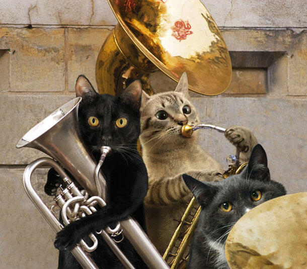 kucing band