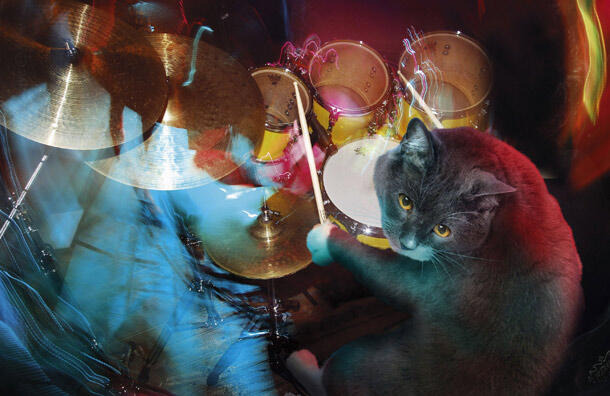 kucing band