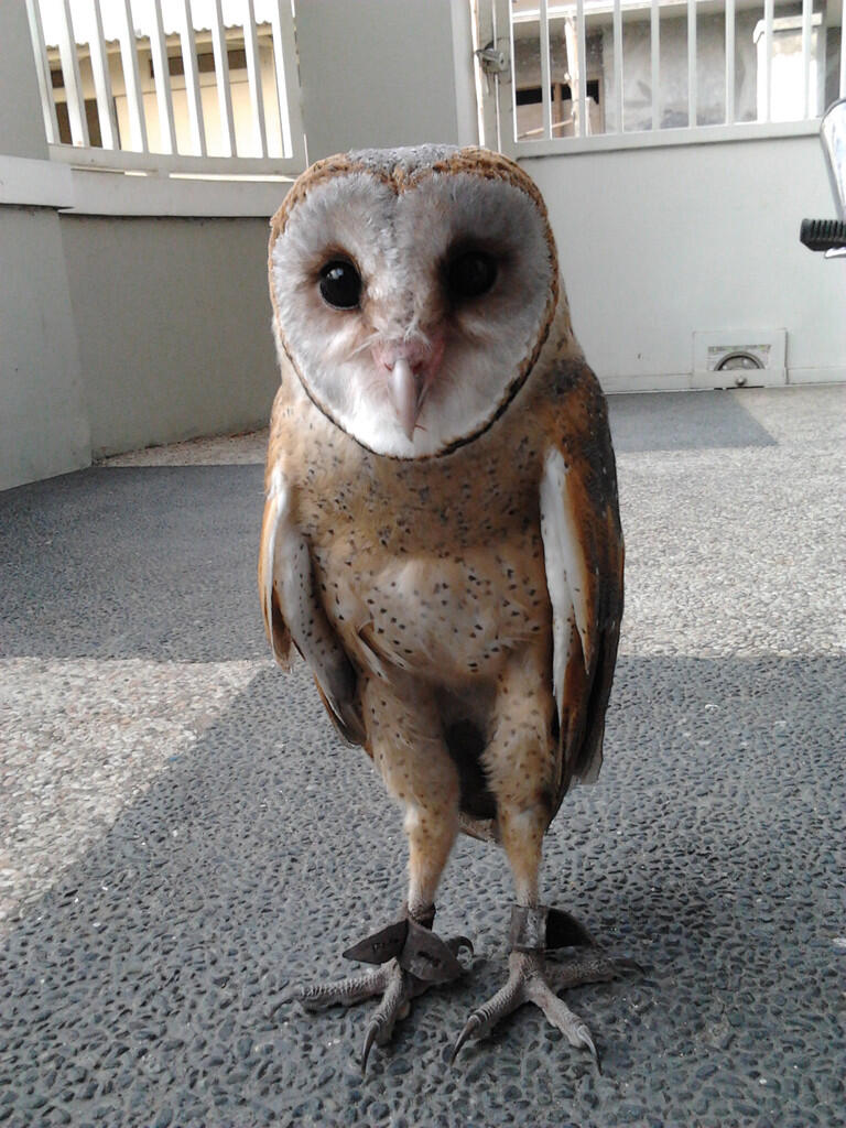 Terjual Jual Burung Hantu Barn Owl Tyto Alba Jinak Malang Kaskus