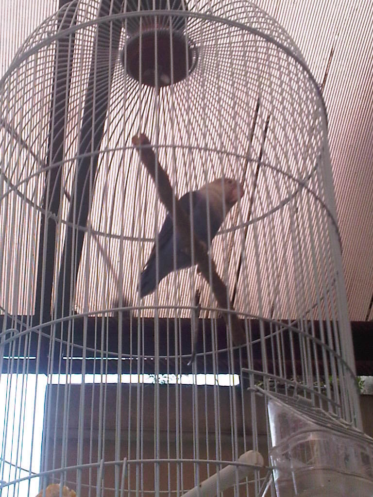 Love bird Violet ngekek panjang + nembak2
