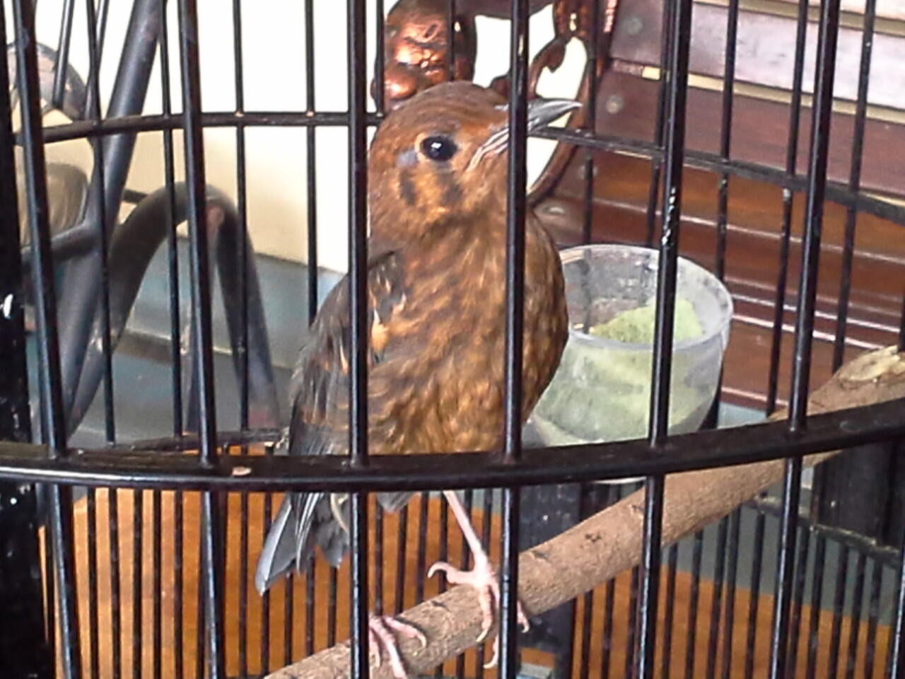 Anis Merah Page 17 Kaskus